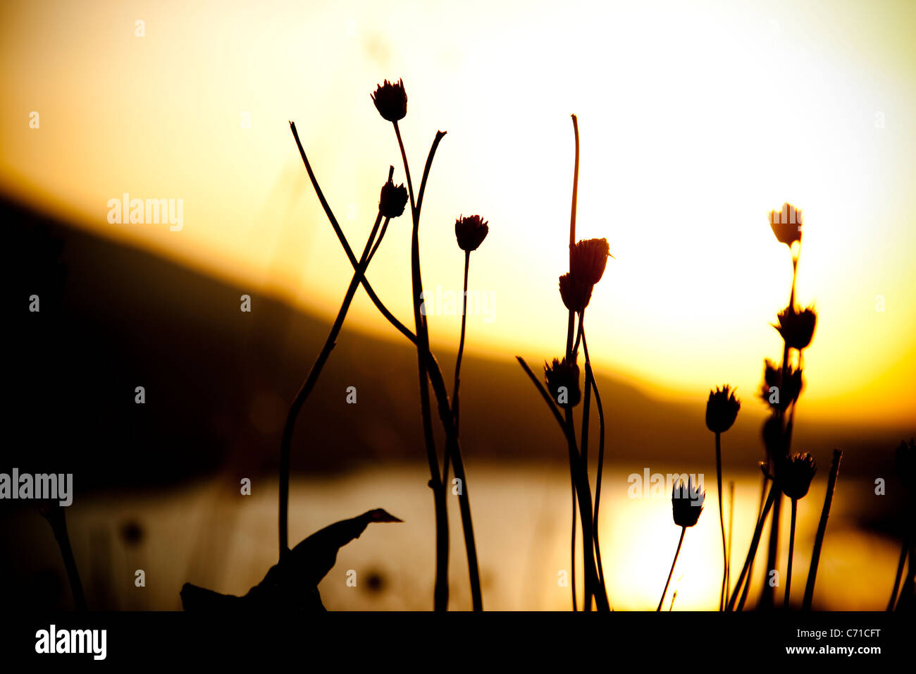 Fleurs séchées silhouetté au lever du soleil. Banque D'Images