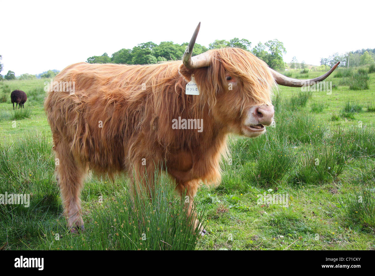 Vache Highland cattle, Ecosse, cornes,pâturage, lochs et glens Banque D'Images