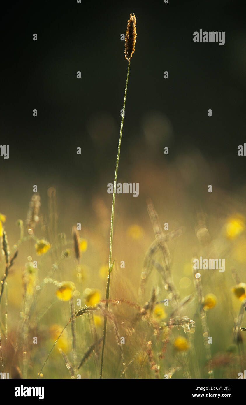 Tige d'herbe longue jaune parmi les fleurs sauvages Photo Stock - Alamy