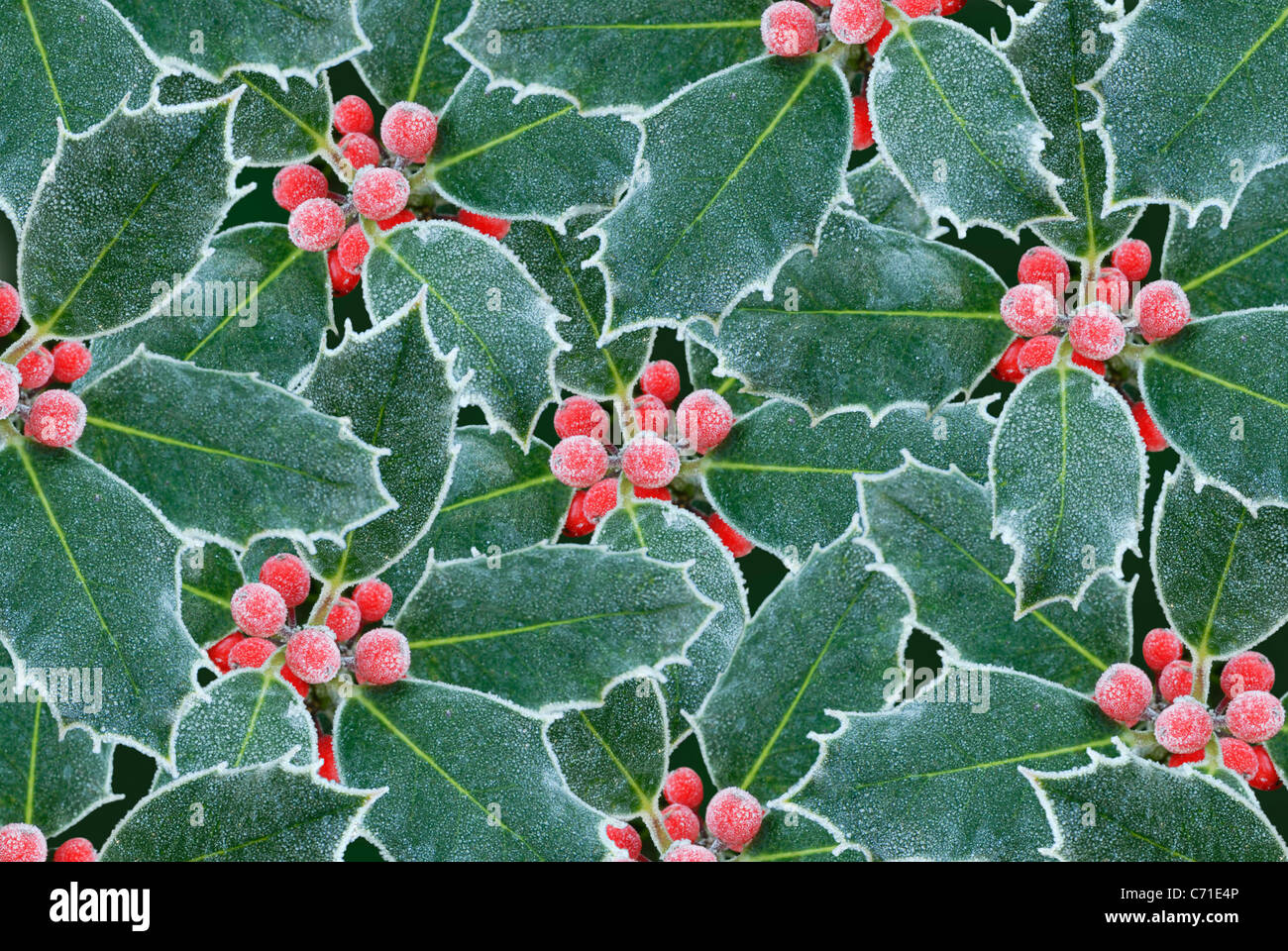 Ilex aquifolium houx du givre sur les fruits rouges et feuilles vertes. Banque D'Images