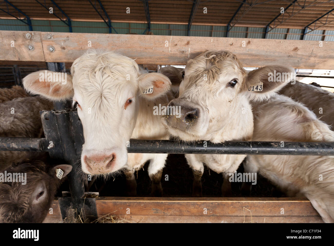 Deux têtes de bétail à la mangeoire. Deux chargeuses pause dans leur alimentation à un étranger de l'œil. Banque D'Images