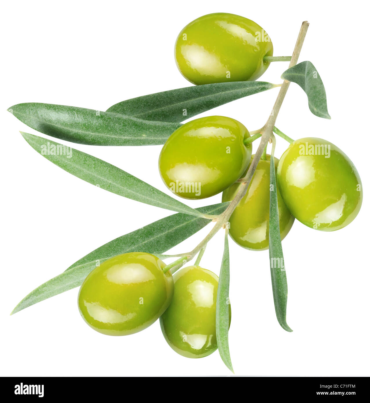 Sur la branche d'olives avec des feuilles isolées sur fond blanc. Le fichier contient un chemin d'accès à couper. Banque D'Images