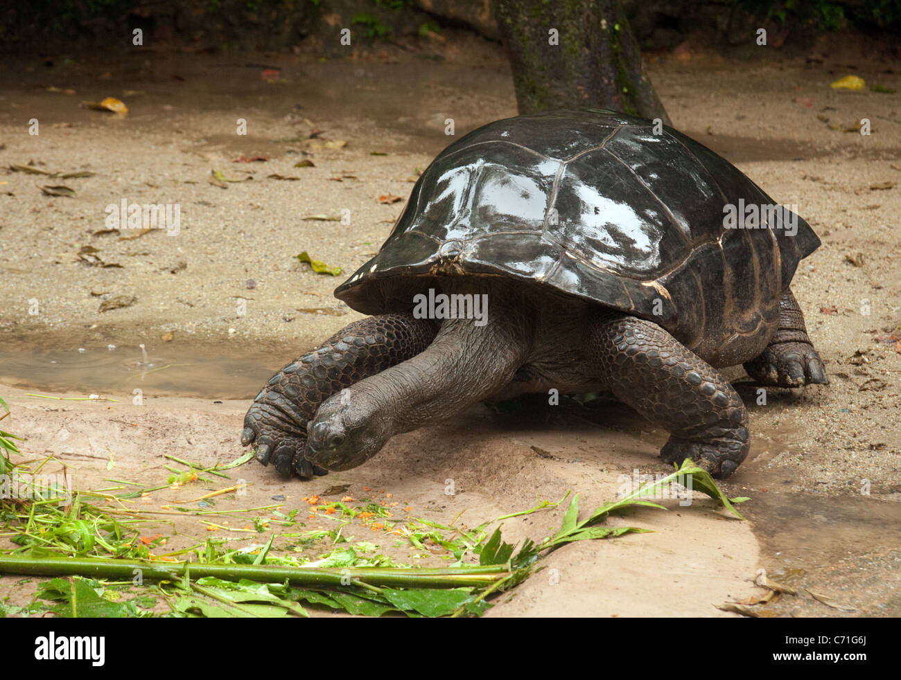 Tortue géante d'Aldabra (Aldabrachelys gigantea) d'îles des Seychelles, Singapour, Zoo Banque D'Images Tortue géante d'Aldabra (Aldabrachelys gigantea) d'îles des Seychelles, Singapour, Zoo Banque D'Images