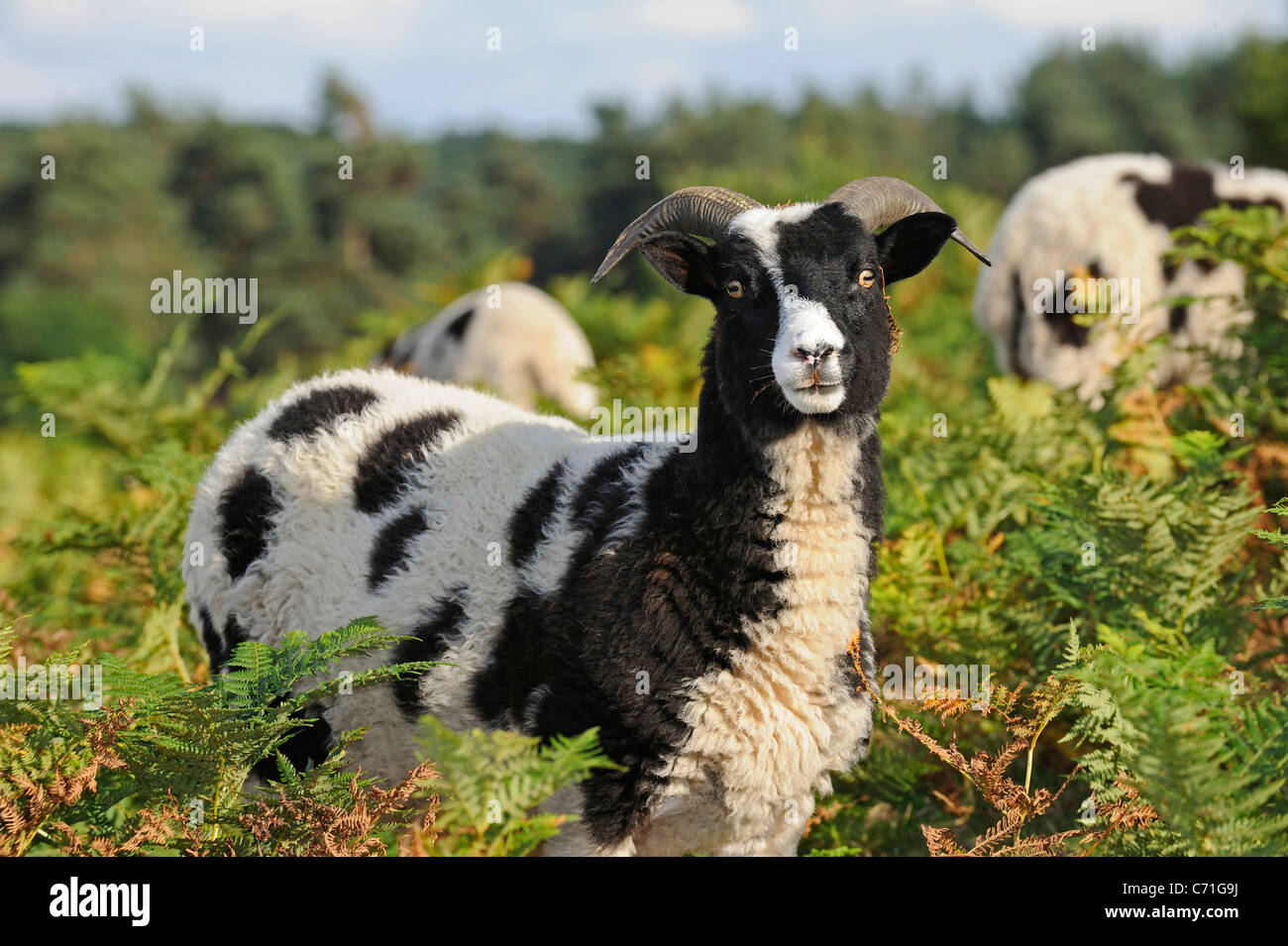 Le mouton de Jacob qui est une ancienne race d'ovins à être introduit dans la lande de maintenir ce milieu naturel. Banque D'Images