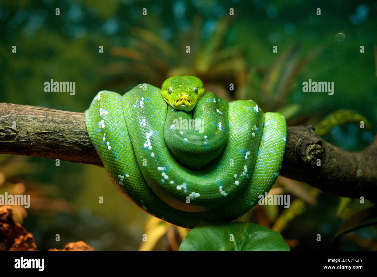 Green Tree Python (Morelia viridis) enroulé autour d'une branche, Zoo de Singapour, en Asie Banque D'Images