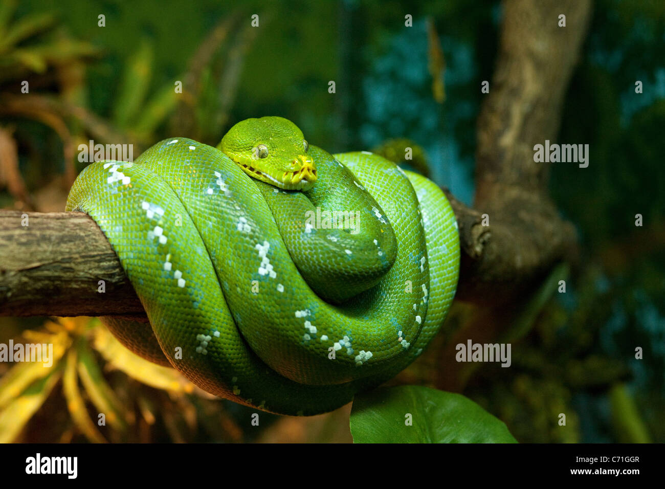 Green Tree Python (Morelia viridis) enroulé autour d'une branche, Zoo de Singapour, en Asie Banque D'Images