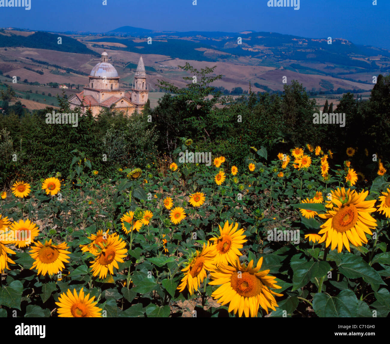 Sanctuaire de la Madonna di San Biagio et Champ de tournesols, Montepulciano, Toscane, Italie Banque D'Images