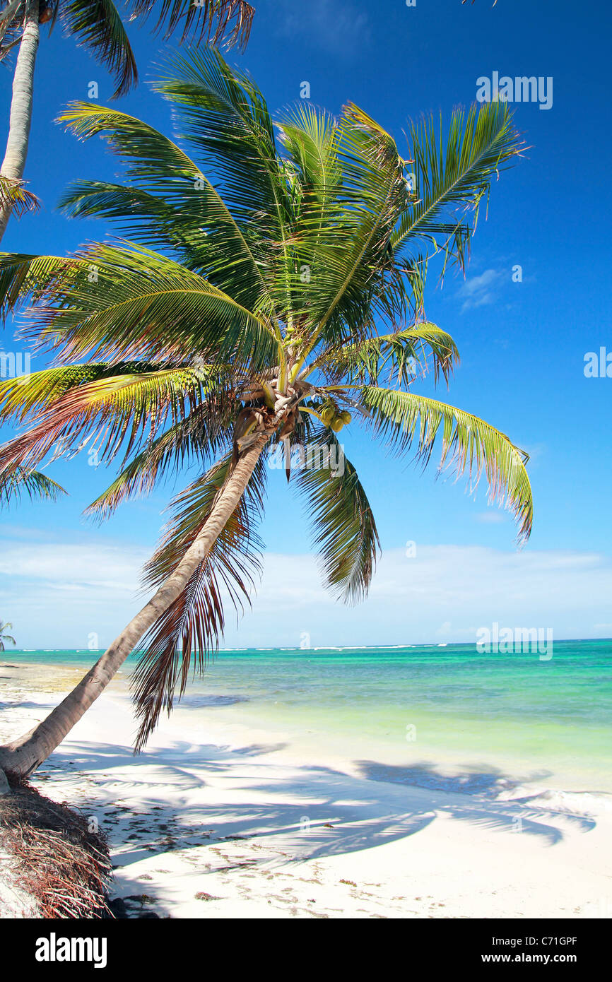 Sur Palm Beach sur la mer des Caraïbes, la République Dominicaine Banque D'Images