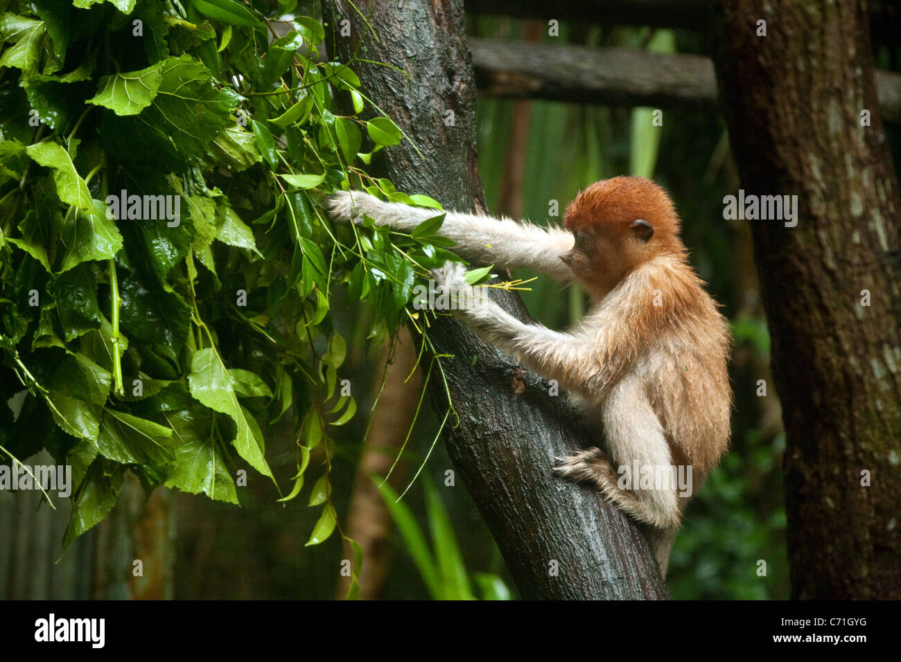 Bébé Singe Proboscis (Nasalis larvatus) en Asie, Singapour Singapore Zoo Banque D'Images Bébé Singe Proboscis (Nasalis larvatus) en Asie, Singapour Singapore Zoo Banque D'Images