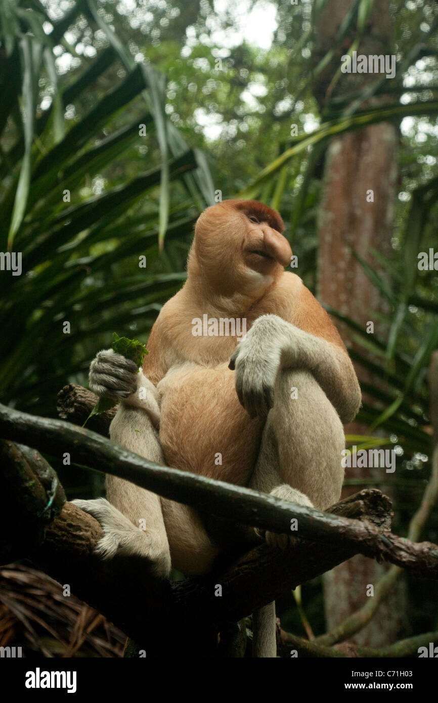 Proboscis Monkey adultes (Nasalis larvatus) en Asie, Singapour Singapore Zoo Banque D'Images