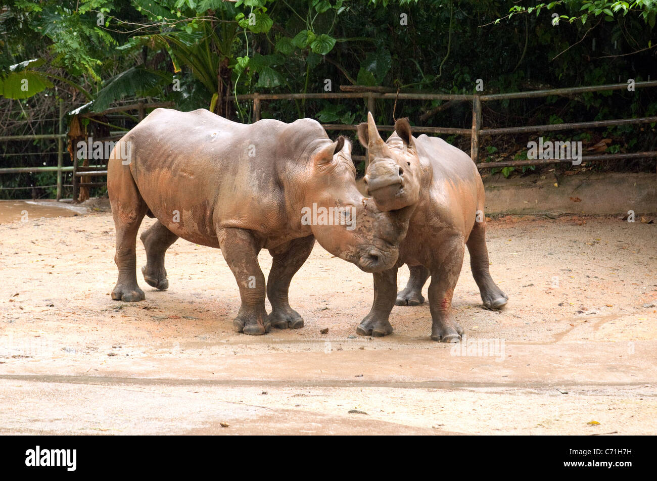 Une paire des rhinocéros blancs combat, Zoo de Singapour, en Asie Banque D'Images Une paire des rhinocéros blancs combat, Zoo de Singapour, en Asie Banque D'Images