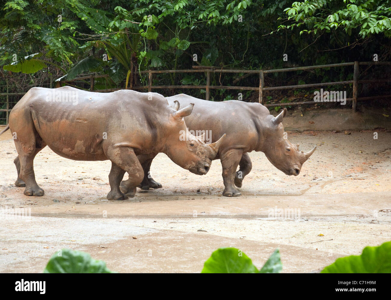 Une paire de rhinocéros blanc (Ceratotherium simum) dans Zoo de Singapour, en Asie Banque D'Images