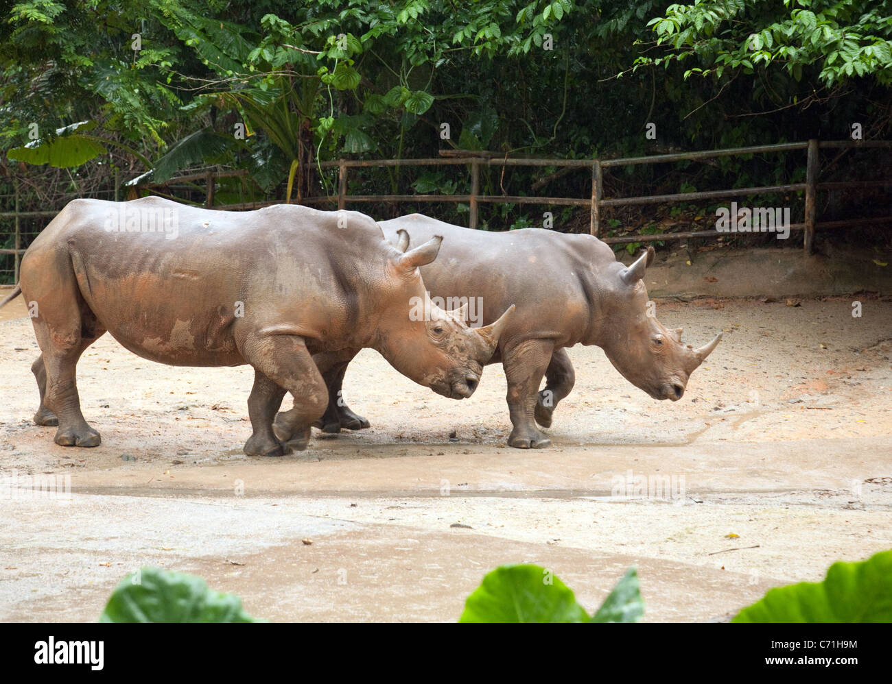 Une paire de rhinocéros blanc (Ceratotherium simum) dans Zoo de Singapour, en Asie Banque D'Images Une paire de rhinocéros blanc (Ceratotherium simum) dans Zoo de Singapour, en Asie Banque D'Images