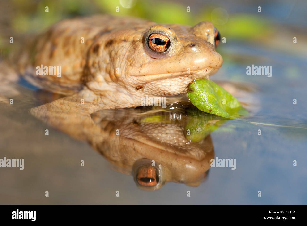 Crapaud commun Bufo bufo UK Banque D'Images