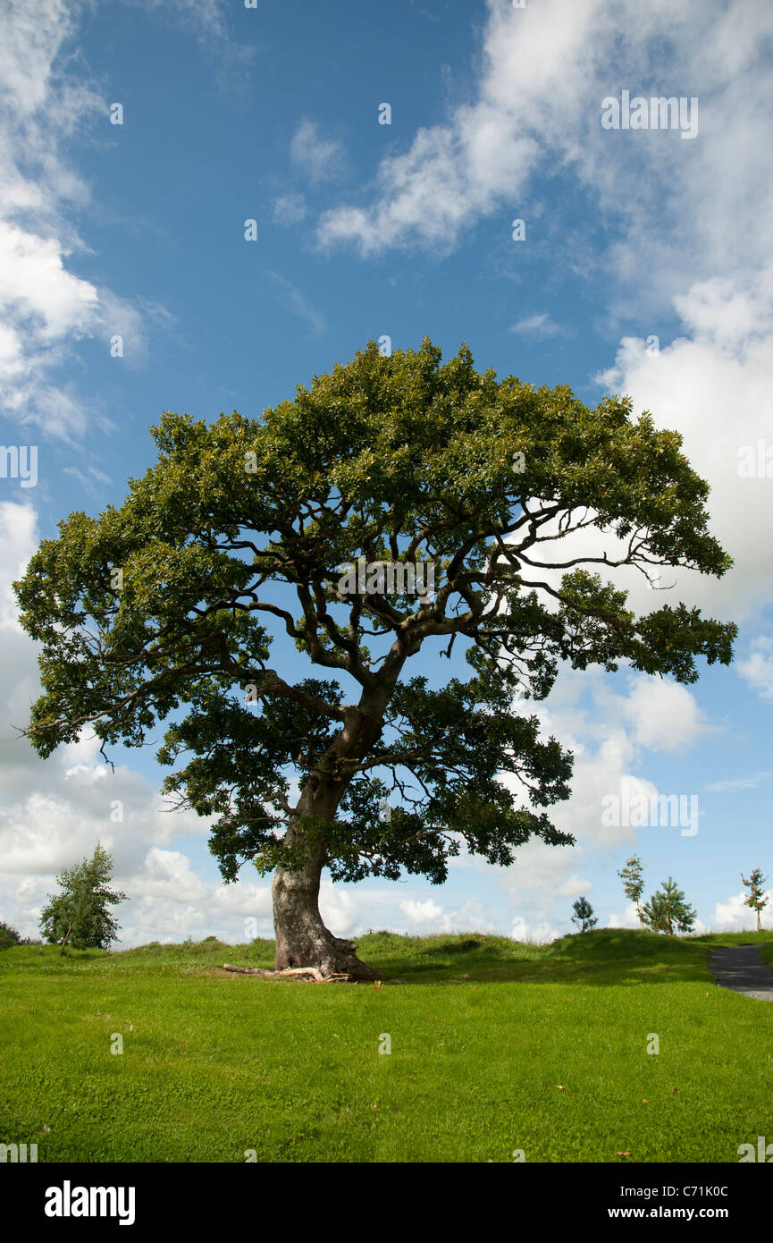Un arbre de chêne français, l'été, UK Banque D'Images