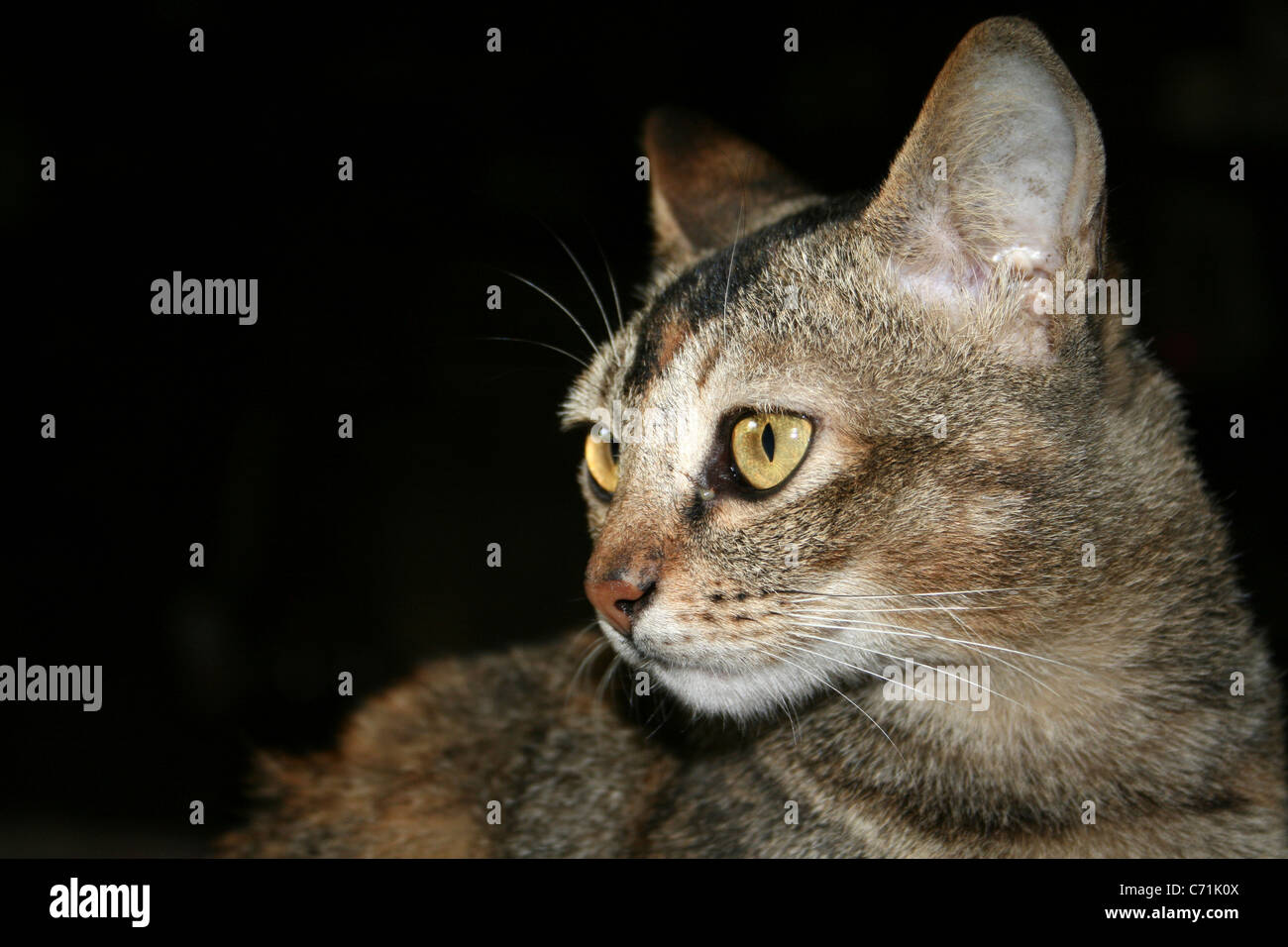 Un chat tigré prises dans l'Ouest de Sumatra, Indonésie Banque D'Images