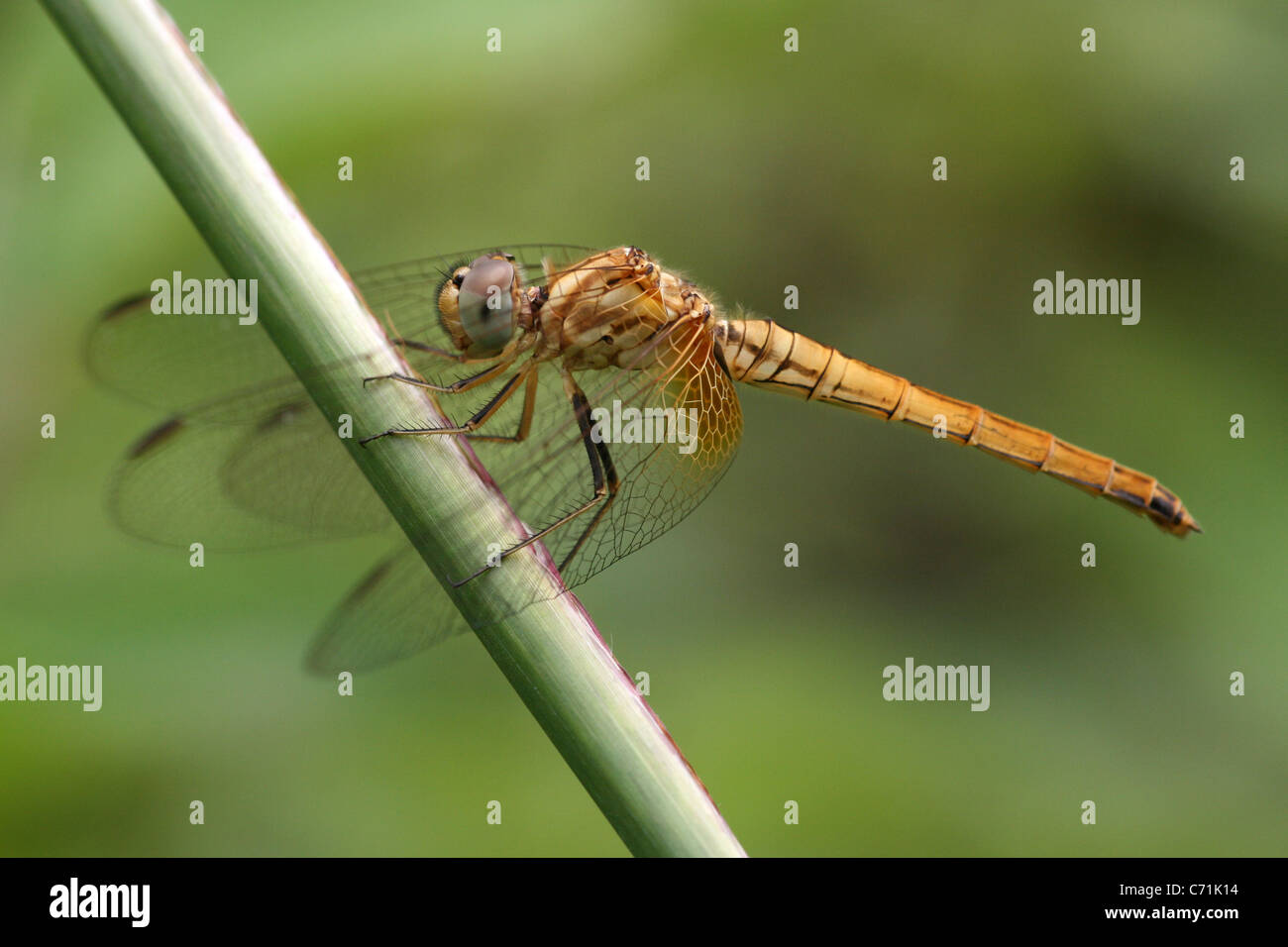 Libellule femelle Trithemis sp. Libellule prises dans l'Ouest de Sumatra, Indonésie Banque D'Images