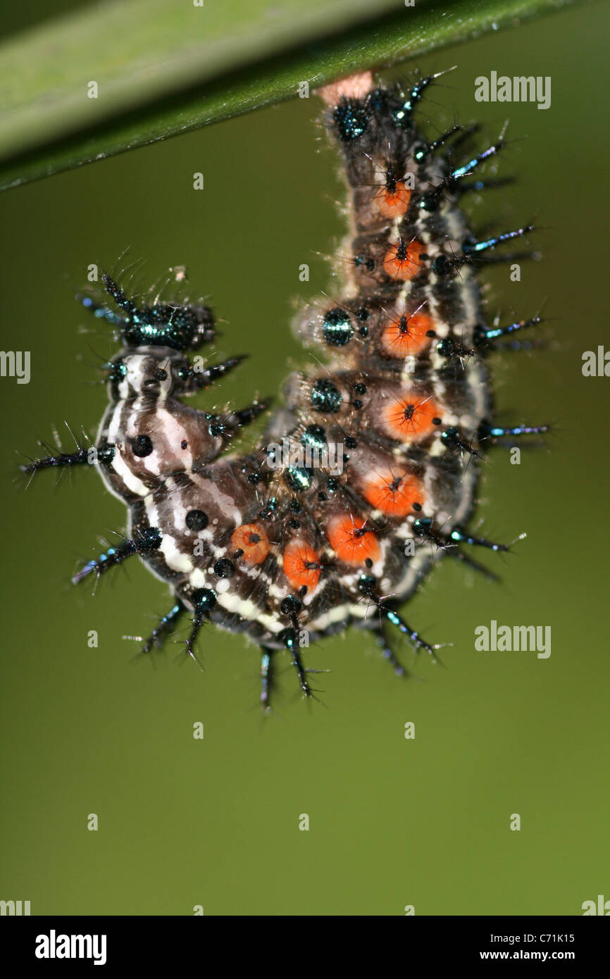 Autumn Leaf Butterfly caterpillar (alias Australian Leafwing) Doleschallia bisaltide sur le point de se transformer en chrysalide. Kalibaru, Java, Indonésie Banque D'Images
