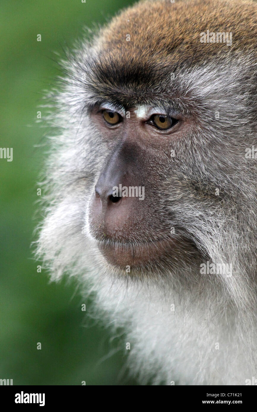Manger du crabe Macaca fascicularis Macaque Banque D'Images