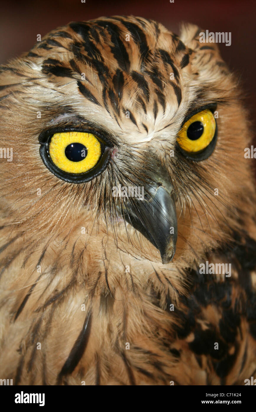 Buffy Fish-hibou Ketupa ketupu a.k.a. Hibou des poissons malais Banque D'Images