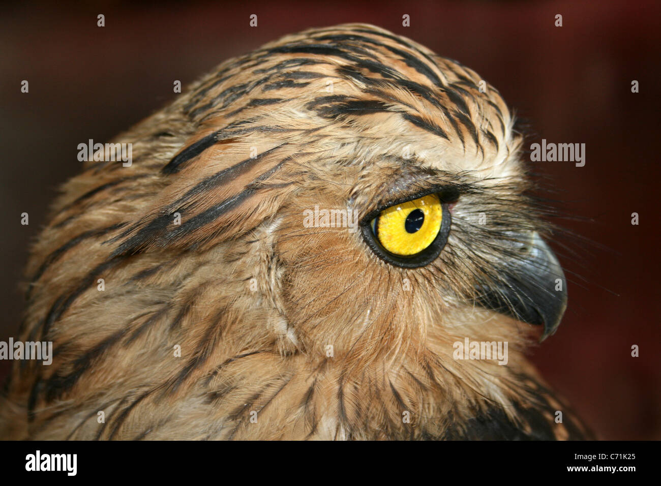 Buffy Fish-hibou Ketupa ketupu a.k.a. Hibou des poissons malais Banque D'Images