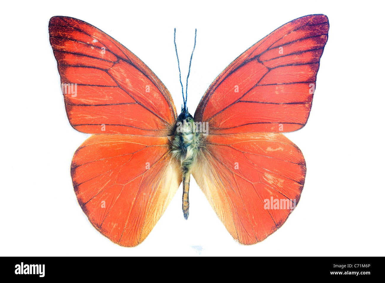Papillons exotiques orange isolé sur fond blanc Banque D'Images