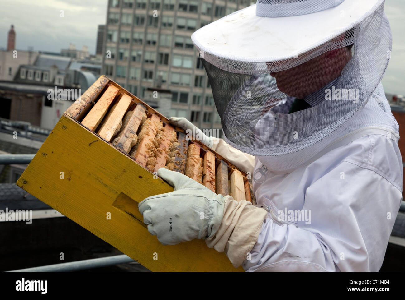 Des ruches sur le toit de Fortnum & Mason, Londres - Retrait d'abeilles pour la récolte Banque D'Images