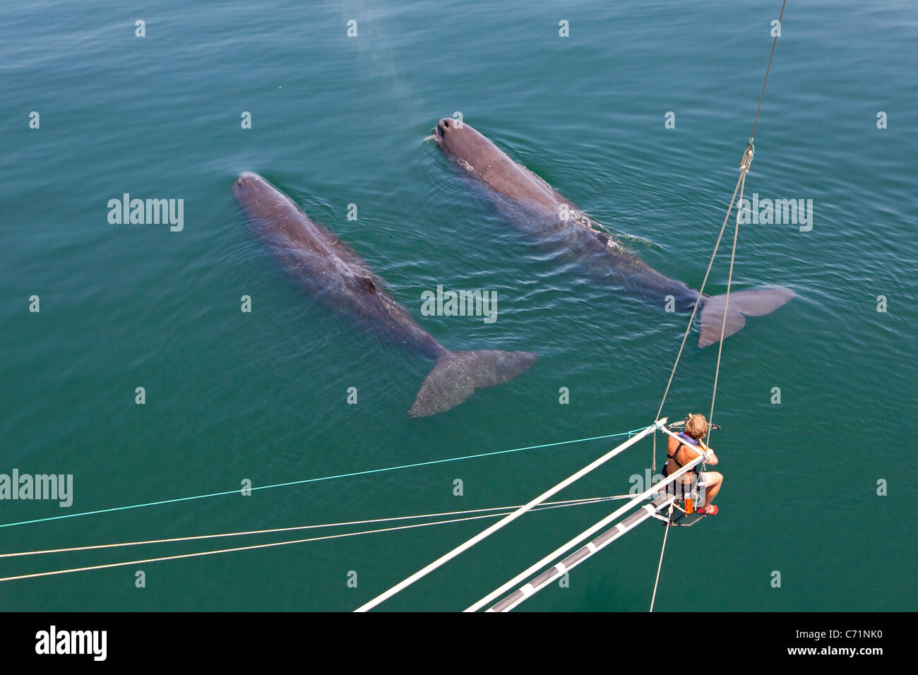 Deux cachalots, Physeter macrocephalus, nager à la surface de l'eau avec whale chercheur prêt à prendre l'échantillon de biopsie de la plate-forme Banque D'Images