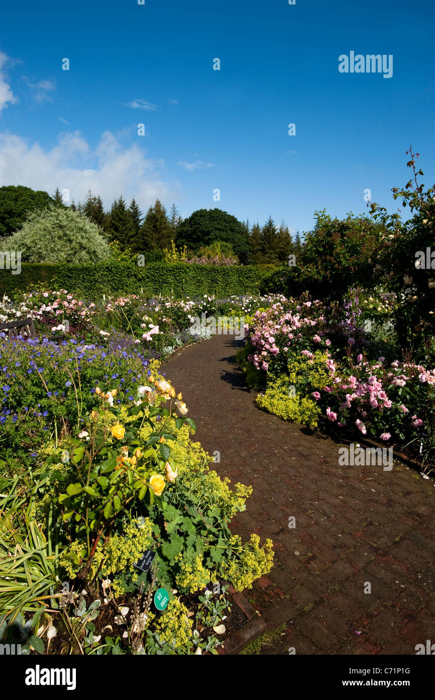 L'arbuste Jardin de roses en juin, RHS Rosemoor, Devon, Angleterre, Royaume-Uni Banque D'Images