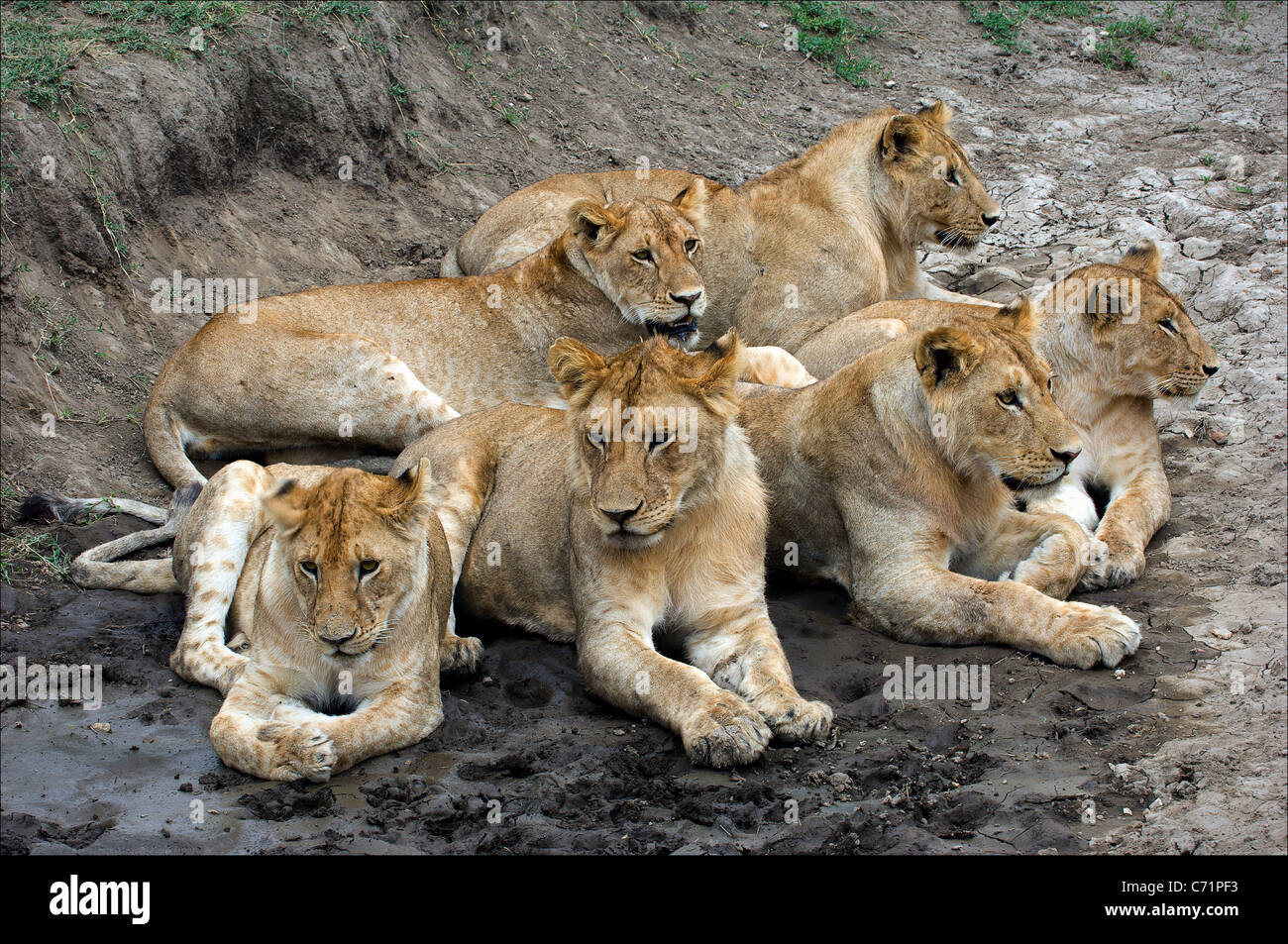 Sept lions. En journée chaude sept lions ont un repos dans un creux. Banque D'Images