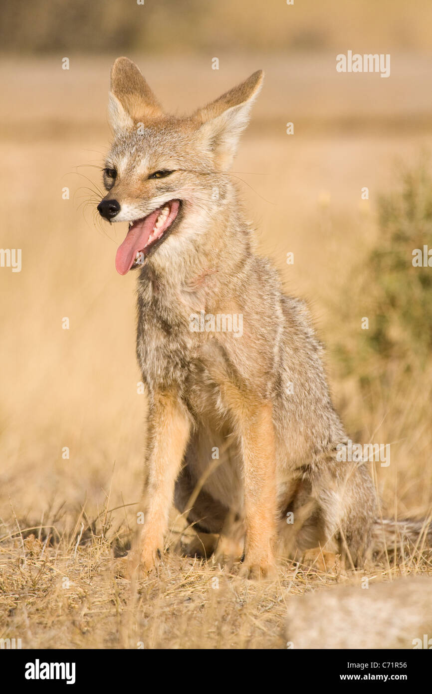 Baume-les-Messieurs ou d'Amérique du Sud Le renard gris, Pseudalopex griseus, la Péninsule de Valdès, l'Argentine, l'Amérique du Sud Banque D'Images