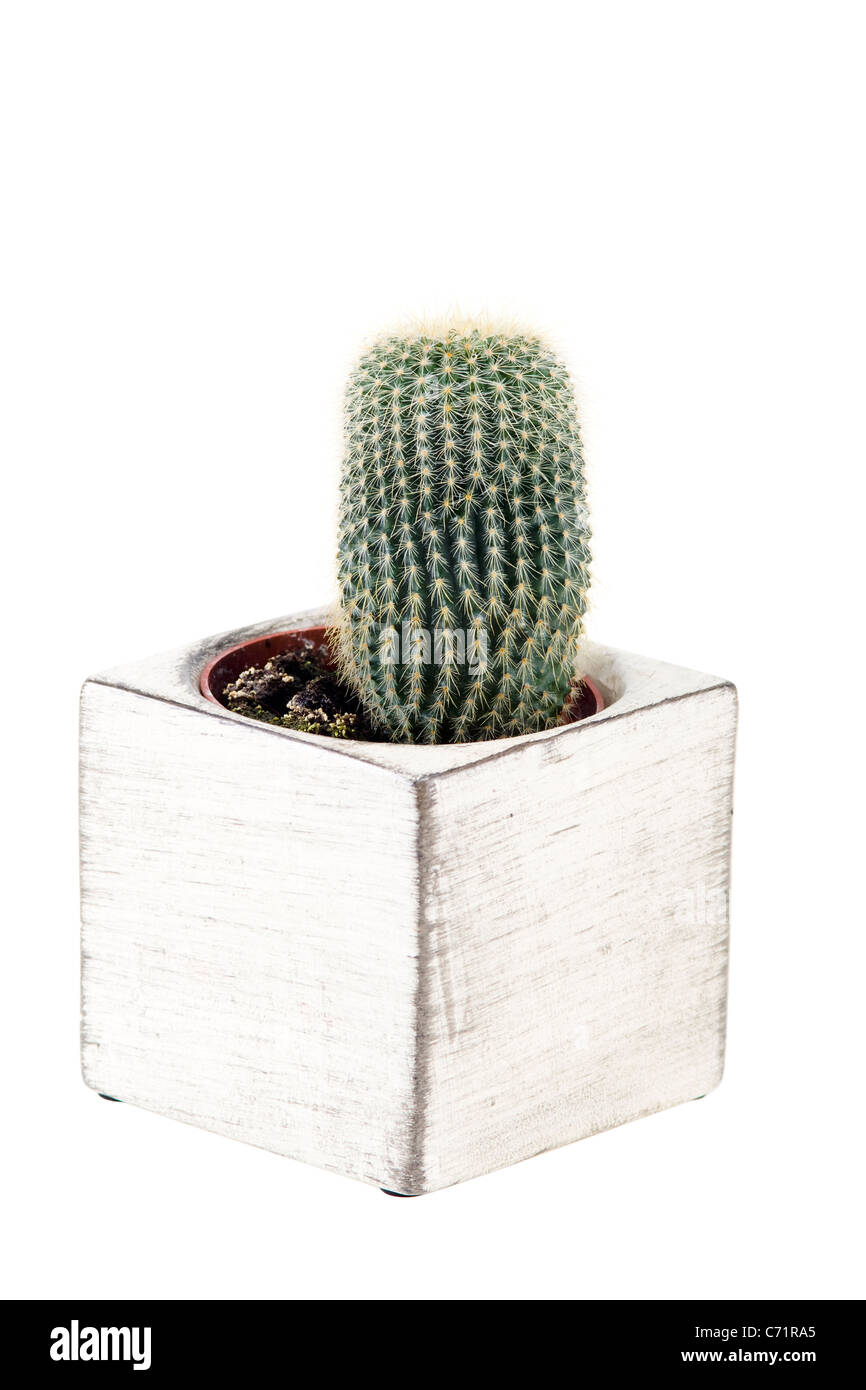 Cactus en pot de fond blanc Banque D'Images