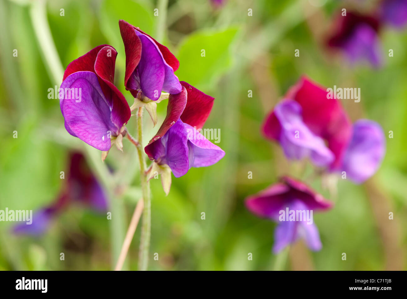 Sweet Pea, Lathyrus odoratus 'Matucana', en fleurs Banque D'Images
