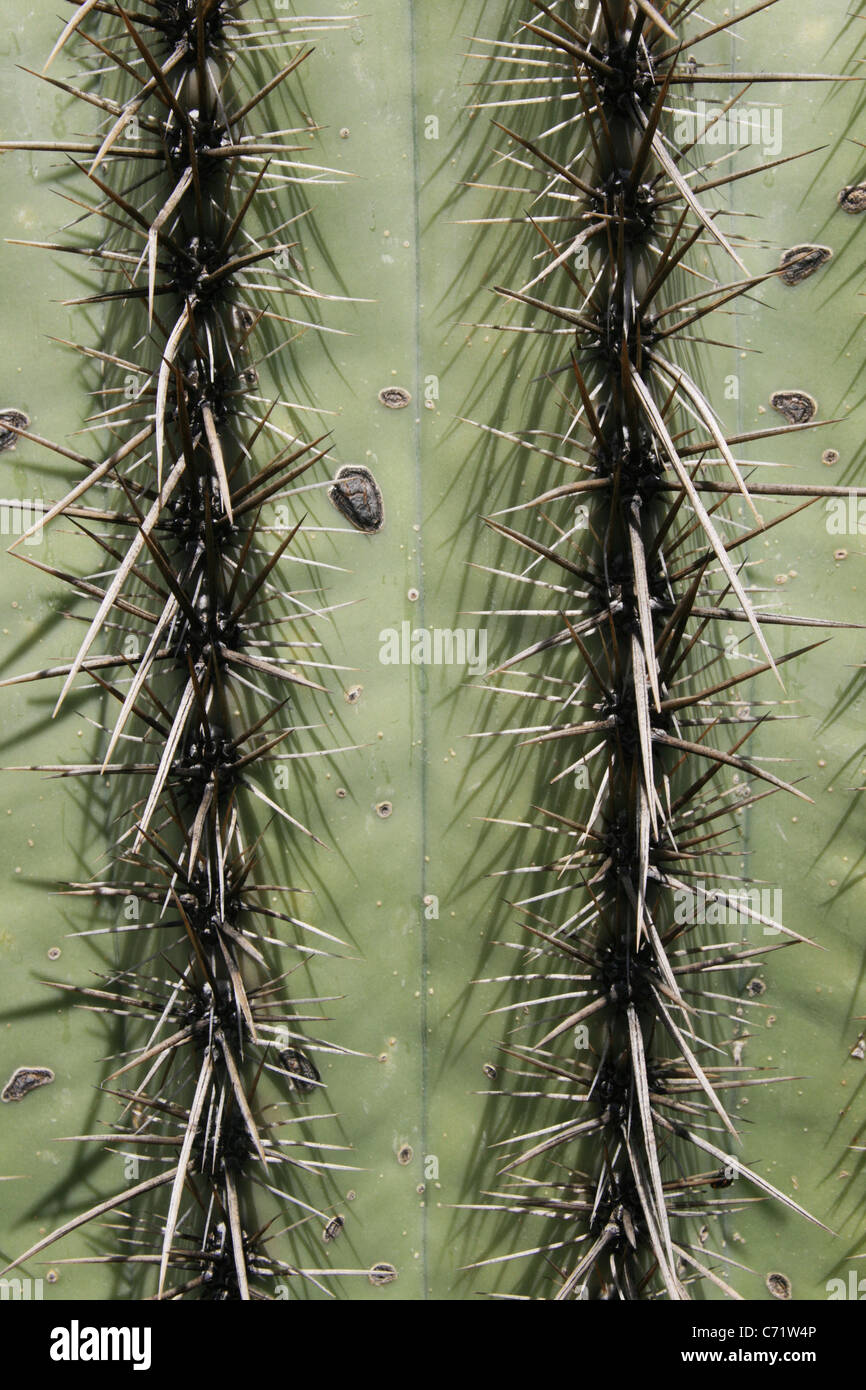 Détail de cactus Saguaro (Carnegiea gigantea) montrant deux rangées d'épines Banque D'Images