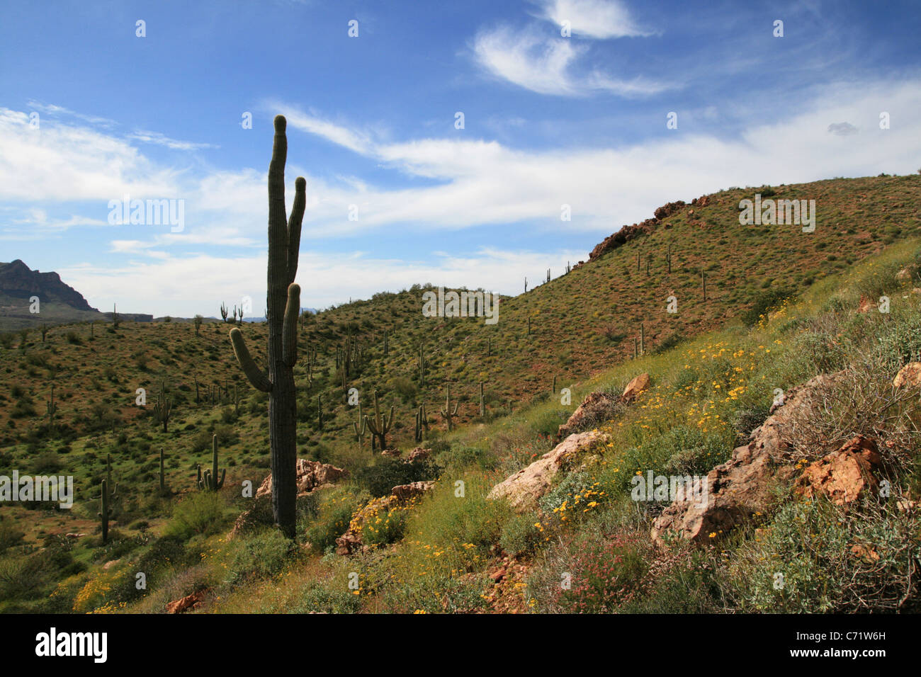 Désert de Sonora au printemps avec des fleurs sauvages et saguaro cactus, Arizona Banque D'Images