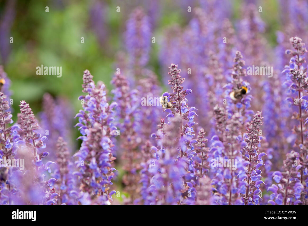 Salvia x sylvestris 'Mainacht' en fleurs avec des abeilles Banque D'Images