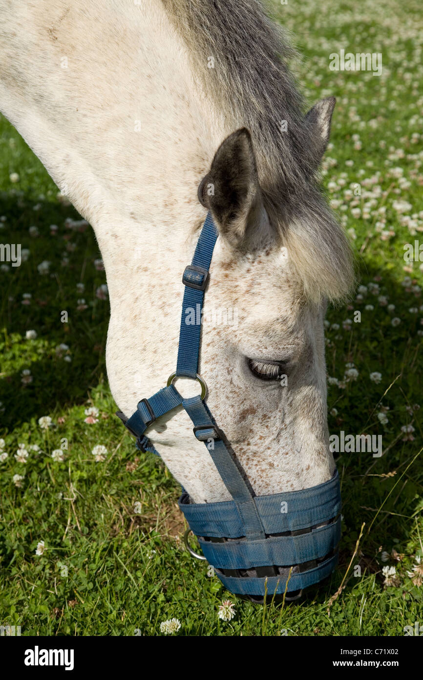 Poney Connemara vu ici avec l'herbe de pâturage une muselière pour éviter un gain de poids. Banque D'Images