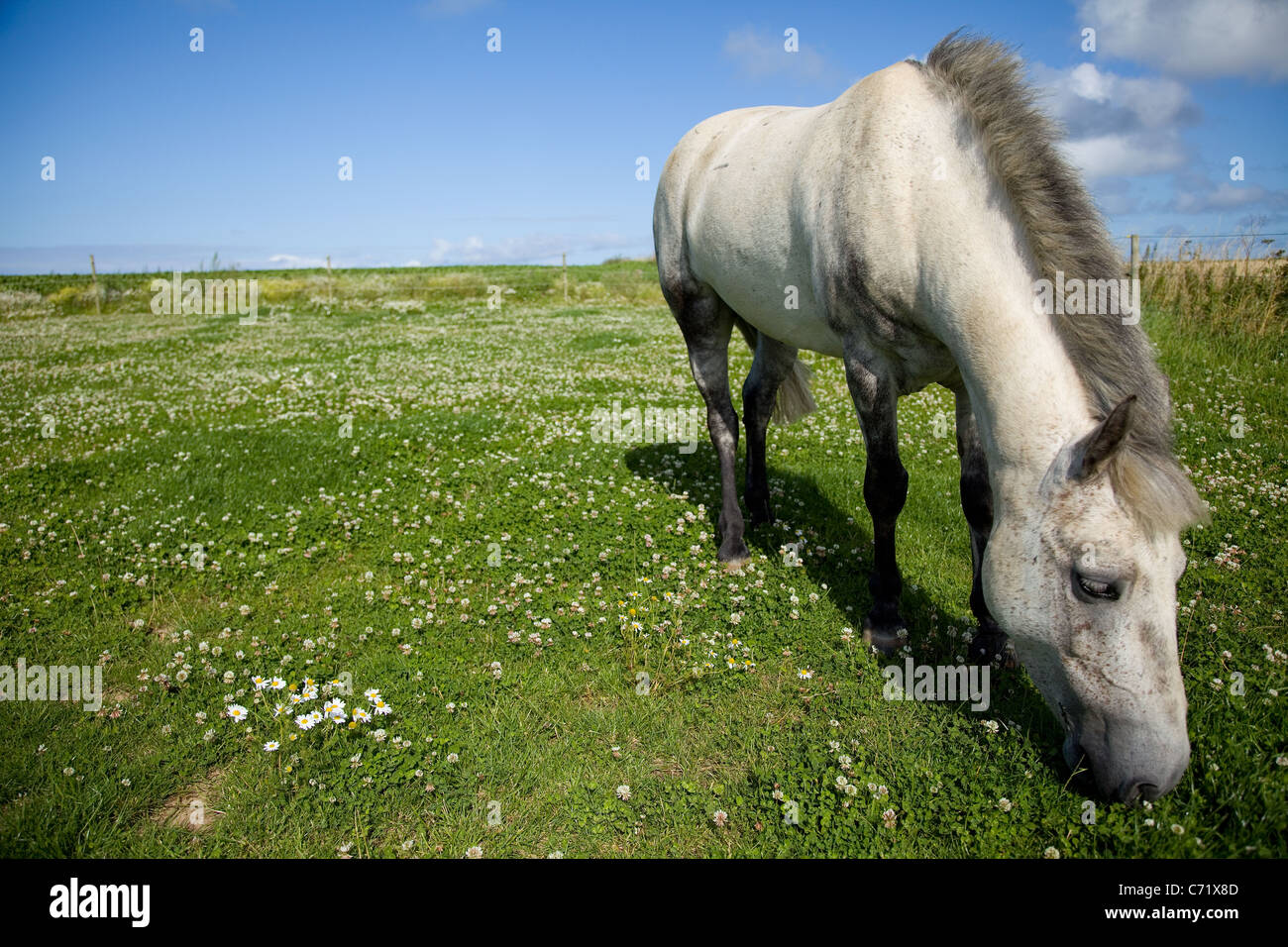 Gris pommelé Connemara Pony vu ici le pâturage sur l'herbe luxuriante à Norfolk UK. Ciel bleu ensoleillé et des images nettes. Banque D'Images