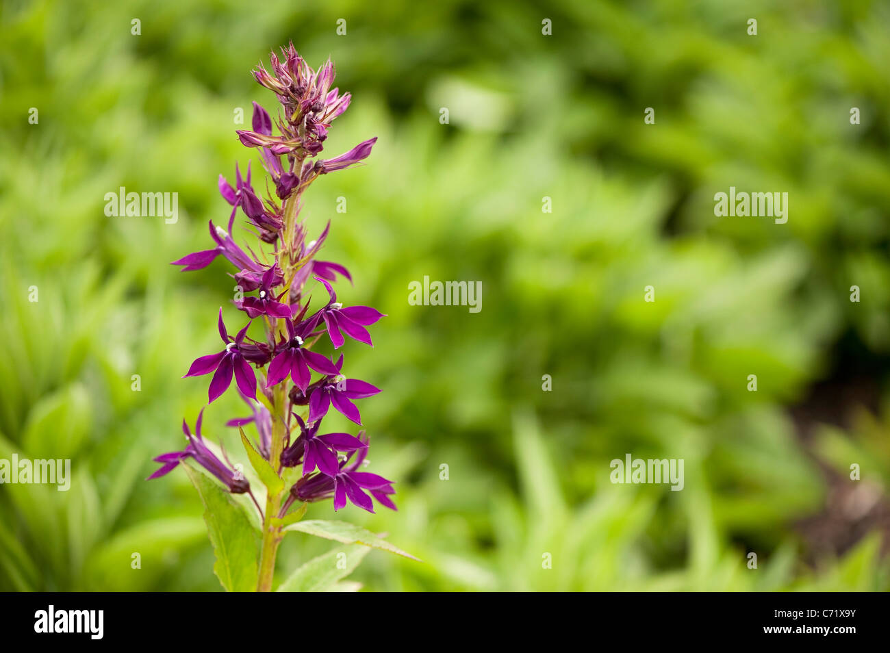 Lobelia x speciosa 'Hadspen Purple' en fleurs Banque D'Images