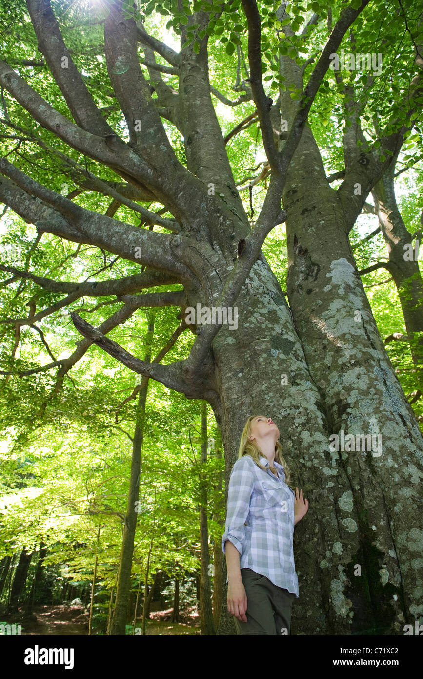 Jeune femme qui envisage de grands arbres Banque D'Images