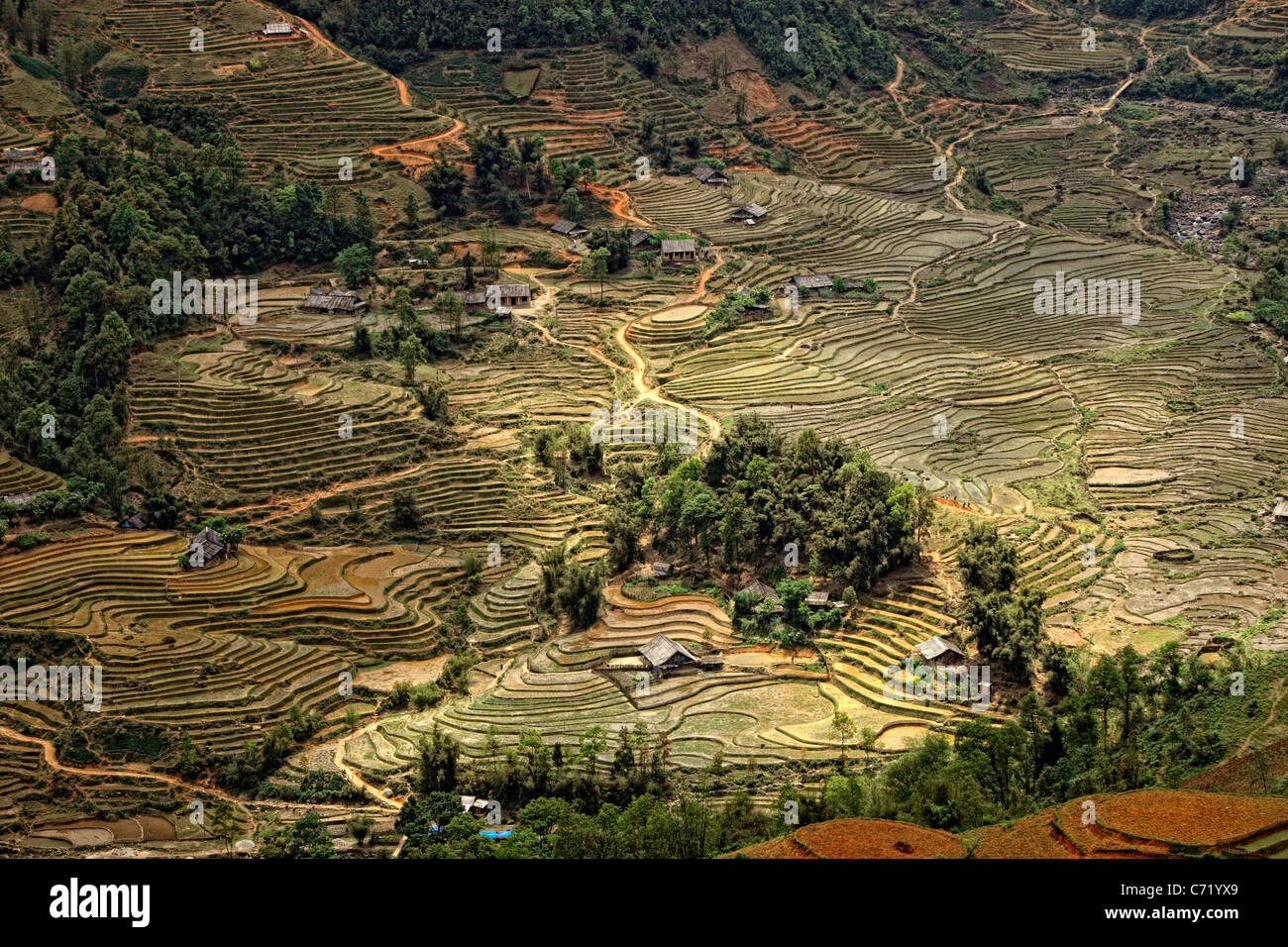 Champ de riz de Sapa Banque D'Images