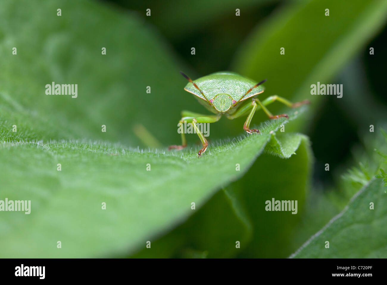 Green stink bug on leaf, close-up Banque D'Images