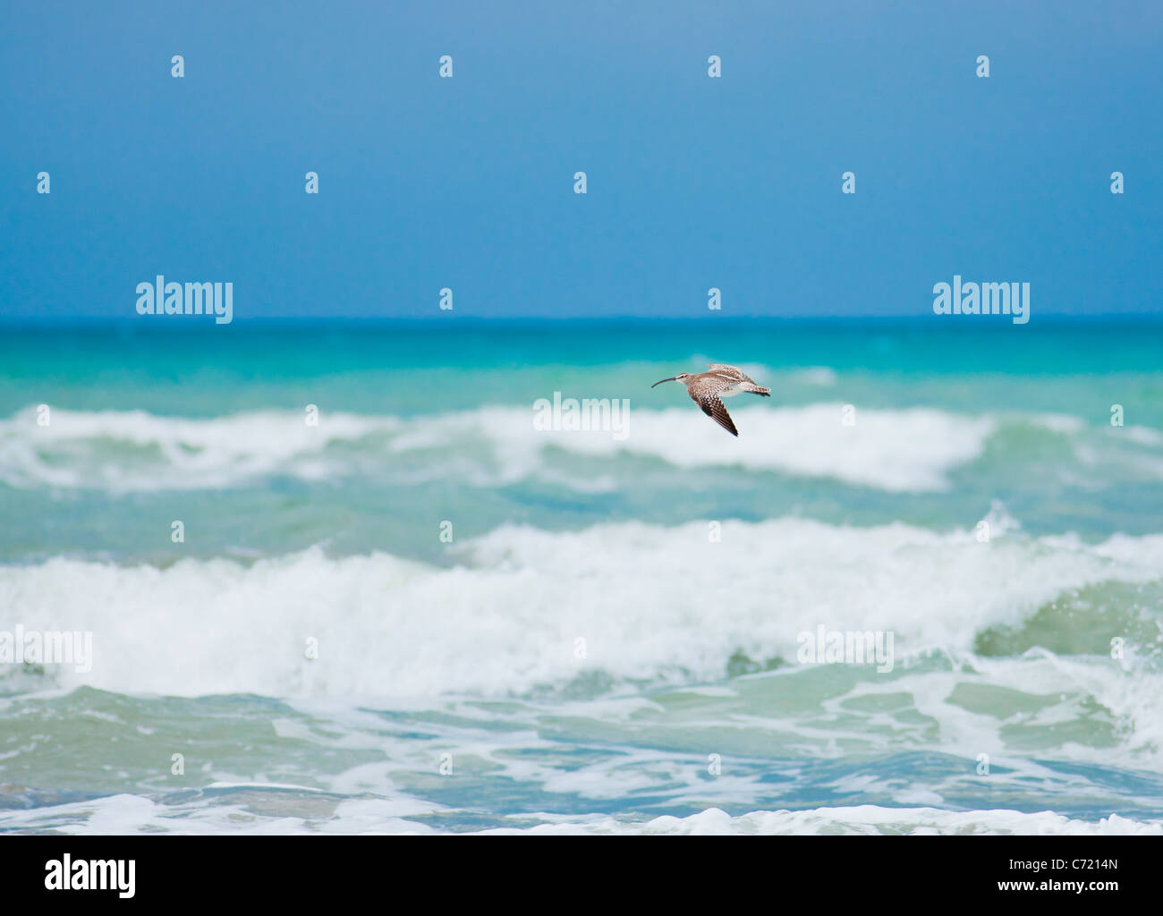 Courlis cendré en vol à Karatas beach, la Turquie. Banque D'Images