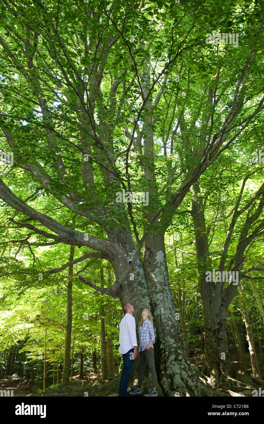 Couple admiring grands arbres Banque D'Images