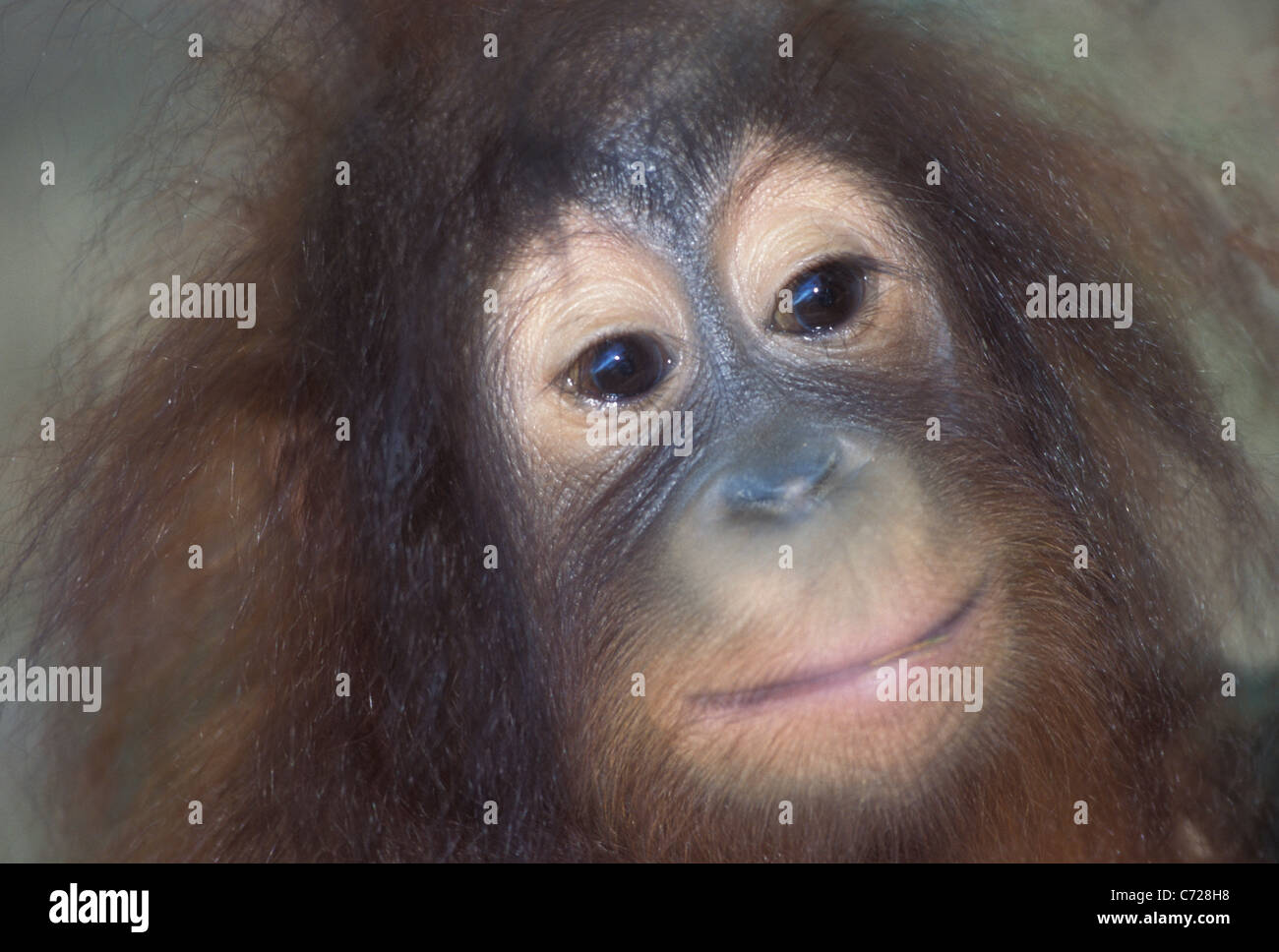 Jeune femelle orang-outan, Pongo pygmaeus. De beaux grands yeux et sourire Banque D'Images