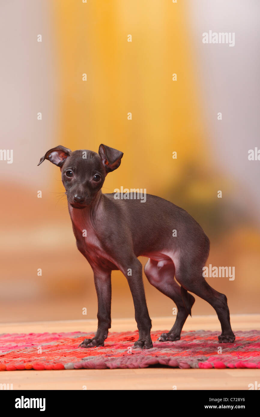 Italian Greyhound, chiot, 8 semaines, Piccolo Levriero Italiano / joint Banque D'Images