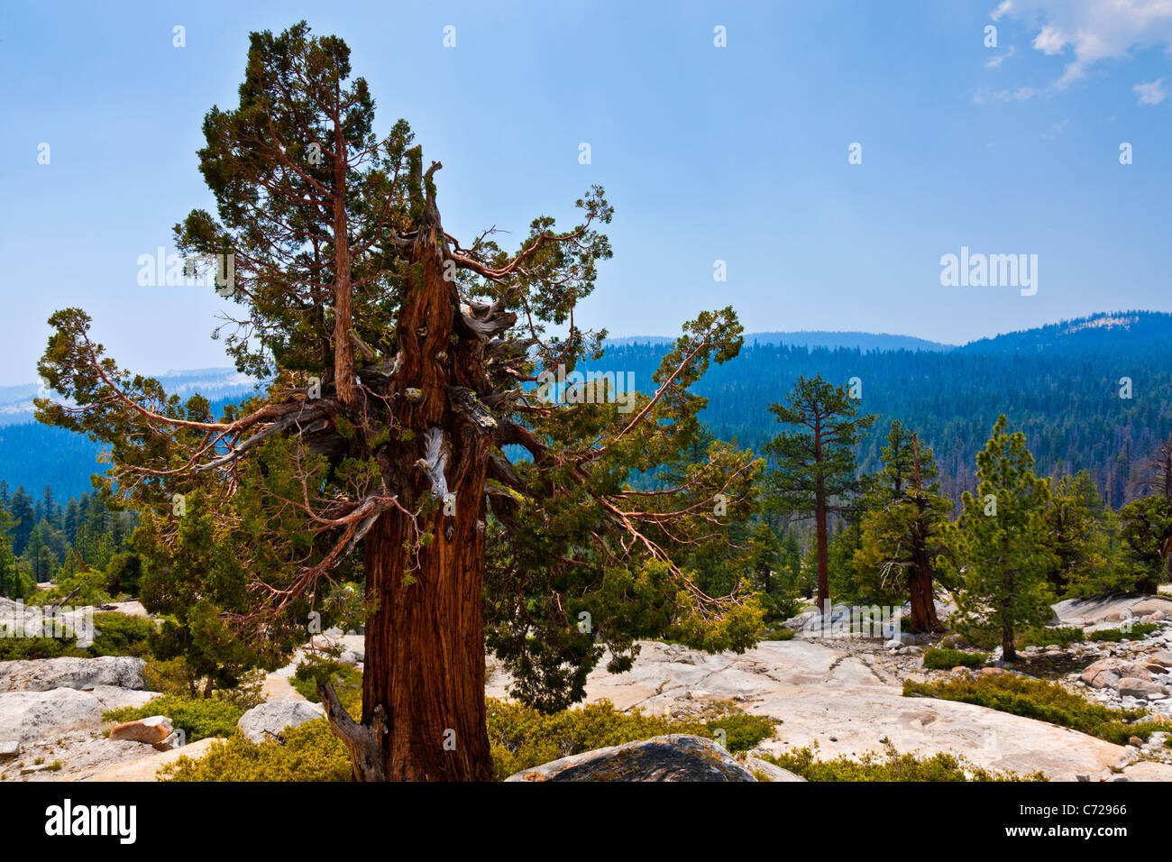 Les glaciers de montagne avec des arbres aux côtés de Tioga Road, Yosemite National Park, USA. JMH5276 Banque D'Images