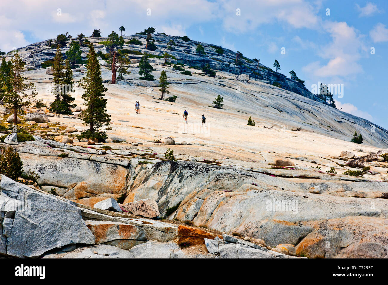 Les glaciers de montagne avec des arbres aux côtés de Tioga Road, Yosemite National Park, USA. L'JMH Banque D'Images