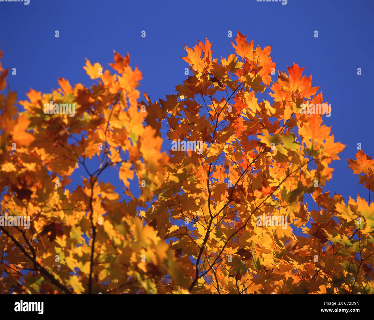 Feuilles d'érable dorées à l'automne, Tennessee, United States of America Banque D'Images