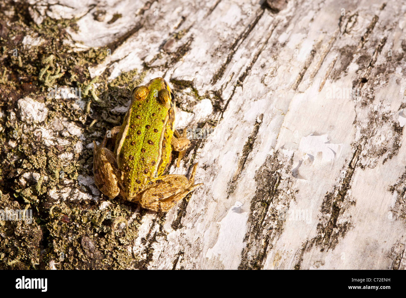 European Common Frog (Rana temporaria) Banque D'Images